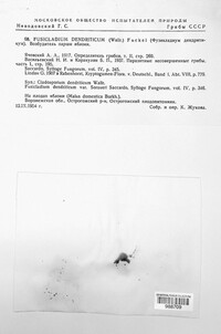 Venturia inaequalis image